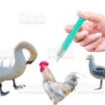 बर्ड फ्लू (Bird Flu )