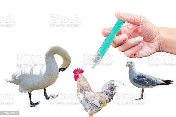 बर्ड फ्लू (Bird Flu )