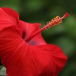 Types of pollination 