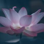 National Flower Lotus 