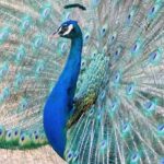 National Bird 