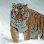 National Animal 