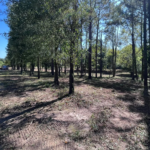 How to Make the Most of Forestry Services in Fort Valley, GA: A Comprehensive Guide
