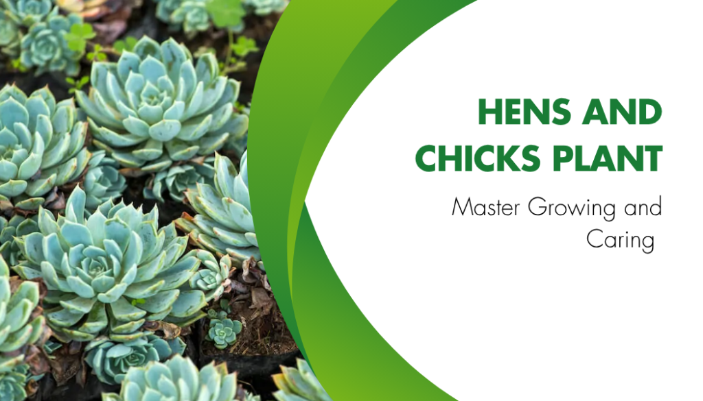 Hens and Chicks Plant
