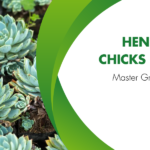 Hens and Chicks Plant