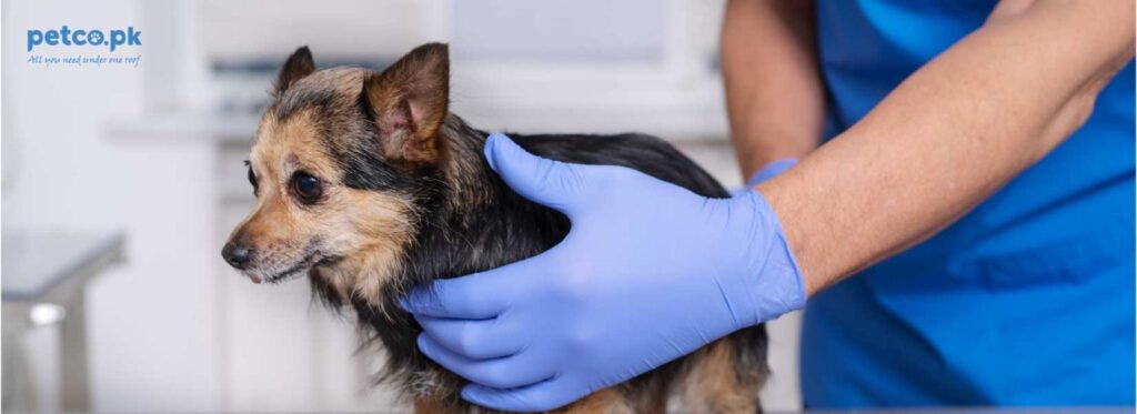 Treating-Skin-Problems-in-Pets