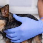 Treating-Skin-Problems-in-Pets